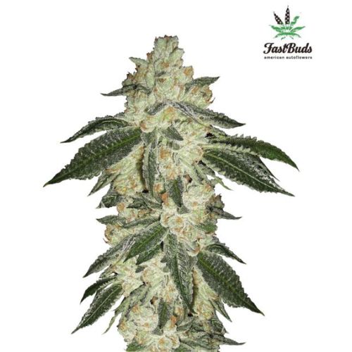 Green Crack Auto | 420 Fast Buds | Skyline Smoke Company | South Africa