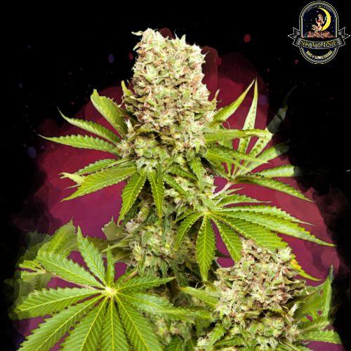Hawaii Maui Waui | Nirvana Seeds | Skyline Smoke Company | South Africa