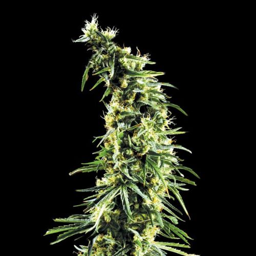 Hawaiian Snow | Green House Seed Co. | Skyline Smoke Company | South Africa