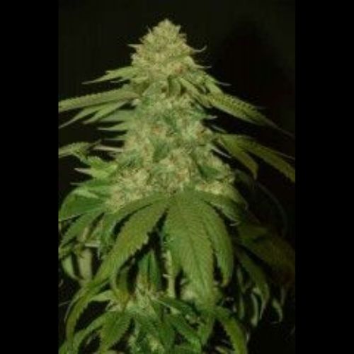 Holy Grail Kush | DNA Genetics | Skyline Smoke Company | South Africa