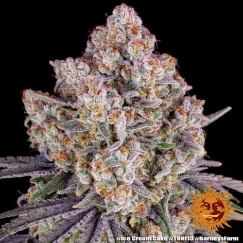 Ice Cream Cake | Barneys Farm | Skyline Smoke Company | South Africa