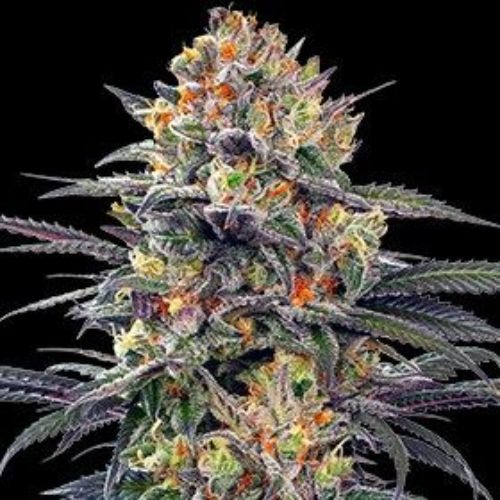 Jealous Mary Auto | G13 Labs | Skyline Smoke Company | South Africa