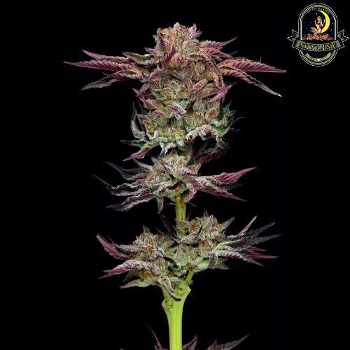 Jelly Donutz | Humboldt Seed Company | Skyline Smoke Company | South Africa
