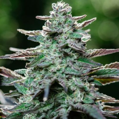 King Kong | Atlas Seed | Skyline Smoke Company | South Africa