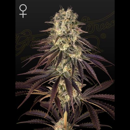 Kong's Krush | Green House Seed Co. | Skyline Smoke Company | South Africa