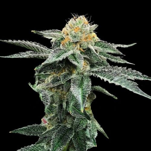 Kosher Cookies | DNA Genetics | Skyline Smoke Company | South Africa