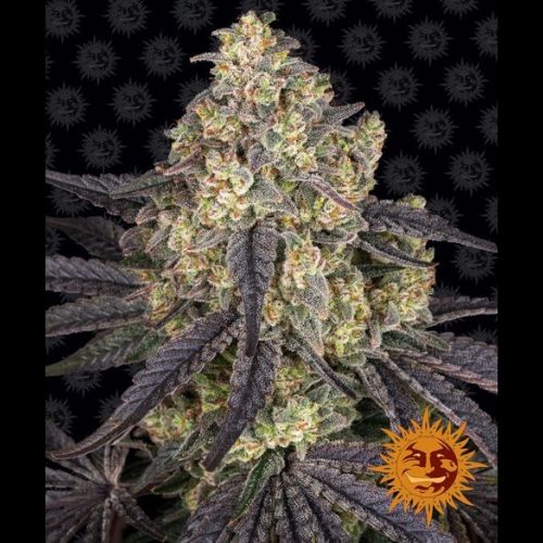 Kush Mintz | Barneys Farm | Skyline Smoke Company | South Africa