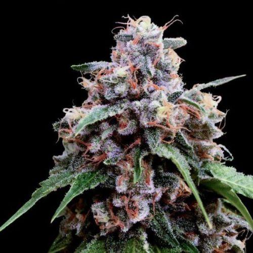 Lemon 18 | DNA Genetics | Skyline Smoke Company | South Africa