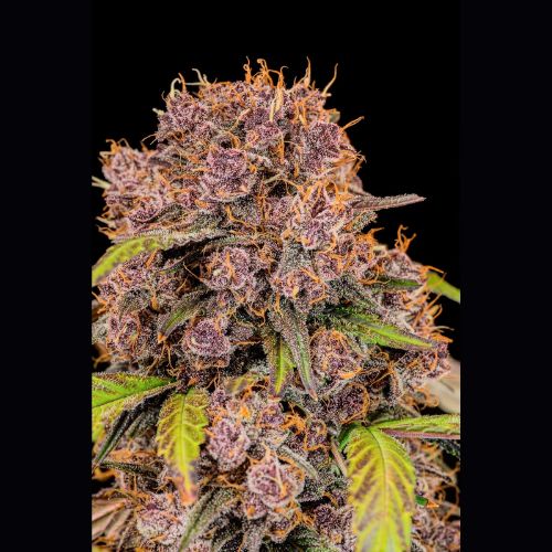 Lemon Cherry Cookies Auto | 420 Fast Buds | Skyline Smoke Company | South Africa