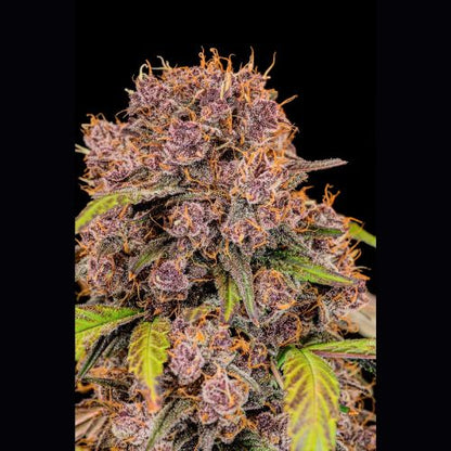 Lemon Cherry Cookies Auto | 420 Fast Buds | Skyline Smoke Company | South Africa