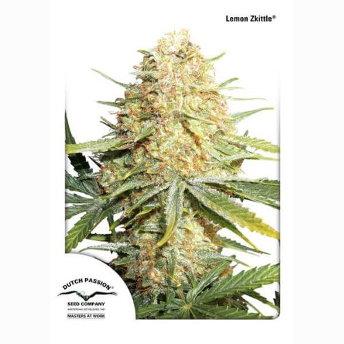Lemon Kix Auto | Dutch Passion Seeds | Skyline Smoke Company | South Africa
