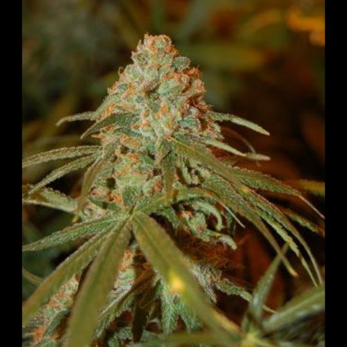 Lemon Skunk | DNA Genetics | Skyline Smoke Company | South Africa