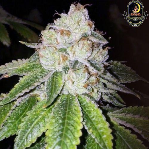 Lemon Tart | The Cali Connection | Skyline Smoke Company | South Africa