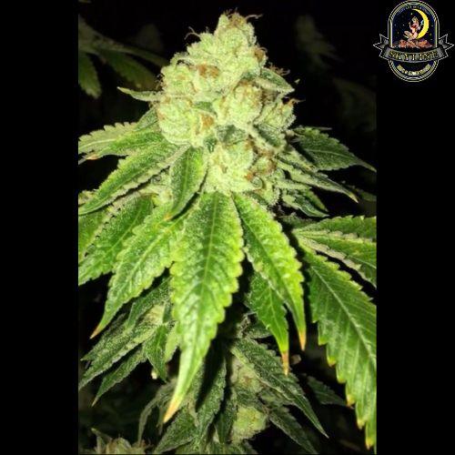 Lemon Tart | The Cali Connection | Skyline Smoke Company | South Africa