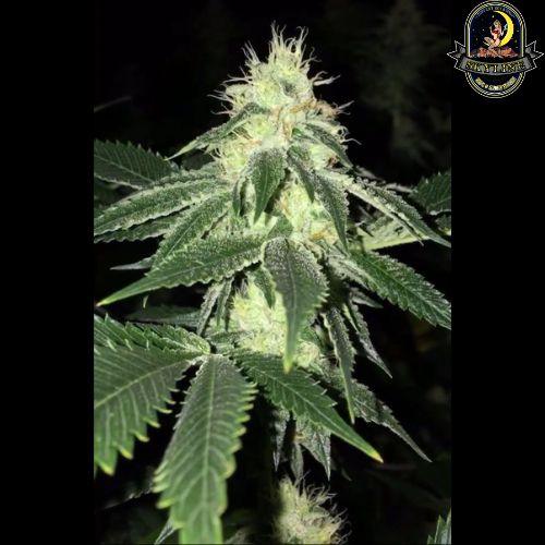 Lemon Tart | The Cali Connection | Skyline Smoke Company | South Africa