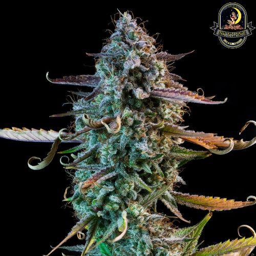 Mango Smile Auto | Mephisto Genetics | Skyline Smoke Company | South Africa