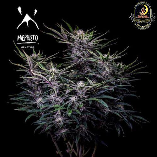 Mango Smile Auto | Mephisto Genetics | Skyline Smoke Company | South Africa