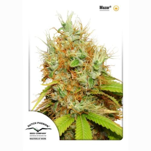 Mazar | Dutch Passion Seeds | Skyline Smoke Company | South Africa