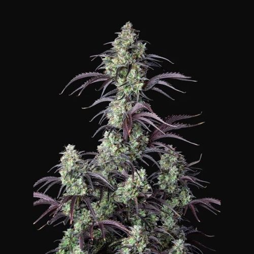 Mimosa Cake Auto | 420 Fast Buds | Skyline Smoke Company | South Africa