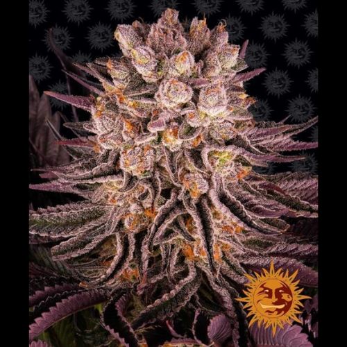 Mimosa X Orange Punch | Barneys Farm | Skyline Smoke Company | South Africa