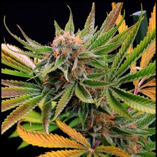 Mothertongue Regular | Jinxproof Genetics | Skyline Smoke Company | South Africa