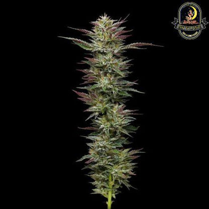 Natter Budder | Humboldt Seed Company | Skyline Smoke Company | South Africa