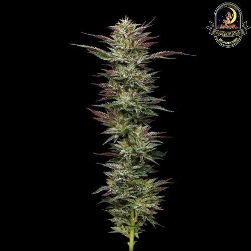 Natter Budder | Humboldt Seed Company | Skyline Smoke Company | South Africa