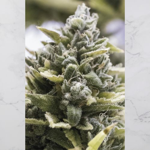 OG Kush Auto | Humboldt Seed Organization | Skyline Smoke Company | South Africa