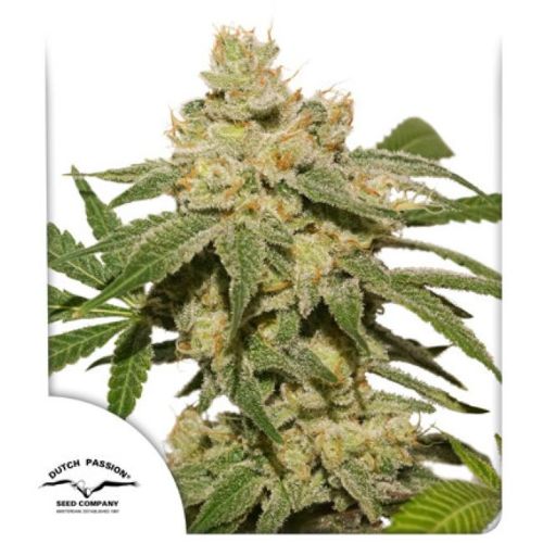 Oh My Gusher Auto | Dutch Passion Seeds | Skyline Smoke Company | South Africa