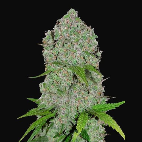 Orange Sherbet Auto | 420 Fast Buds | Skyline Smoke Company | South Africa