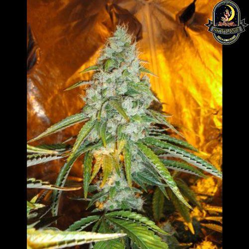Original Sour Diesel | The Cali Connection | Skyline Smoke Company | South Africa