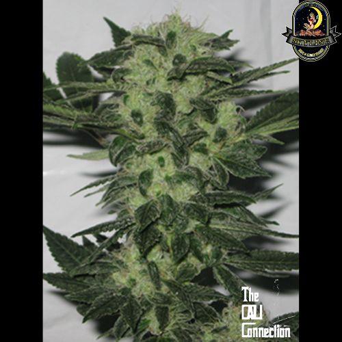 Original Sour Diesel | The Cali Connection | Skyline Smoke Company | South Africa
