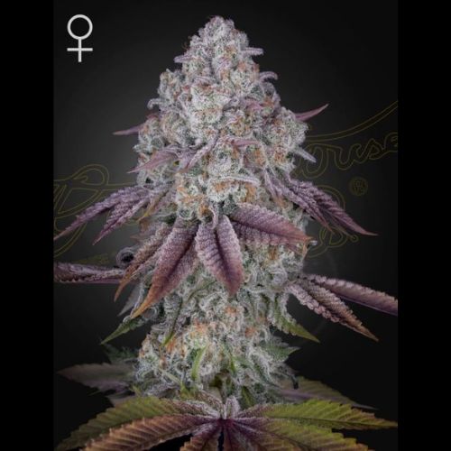 Persian Pie | Green House Seed Co. | Skyline Smoke Company | South Africa