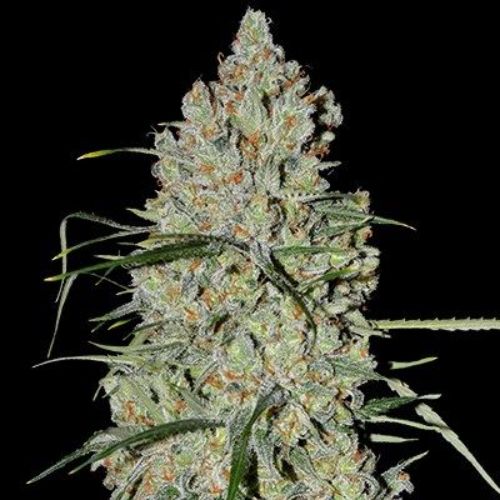 Pineapple Express #2 Auto | G13 Labs | Skyline Smoke Company | South Africa