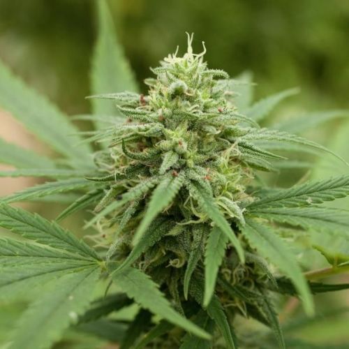 Pineapple Express #2 | G13 Labs | Skyline Smoke Company | South Africa