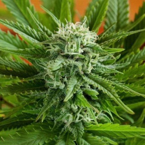 Pineapple Express Auto | G13 Labs | Skyline Smoke Company | South Africa