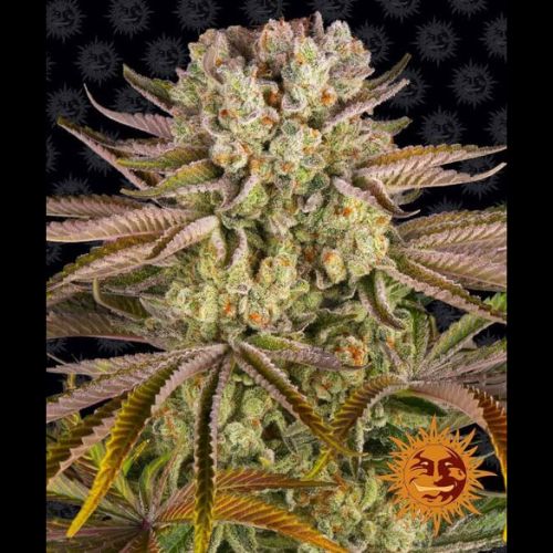 Pineapple Express | Barneys Farm | Skyline Smoke Company | South Africa