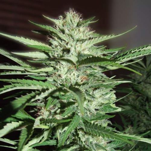 Pineapple Express | G13 Labs | Skyline Smoke Company | South Africa
