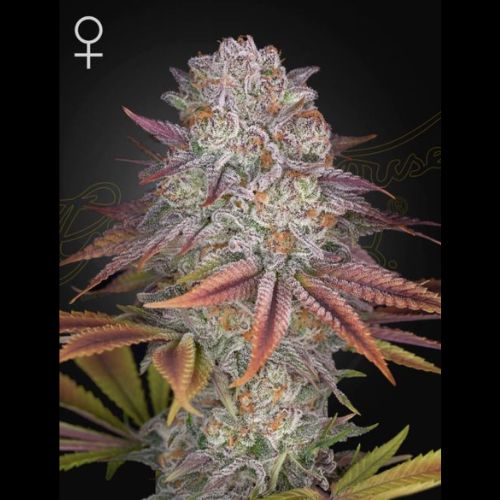 Pulp Friction | Green House Seed Co. | Skyline Smoke Company | South Africa
