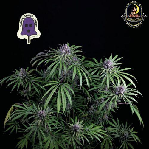 Purple Ghost Candy | Seedsman Seeds | Skyline Smoke Company | South Africa