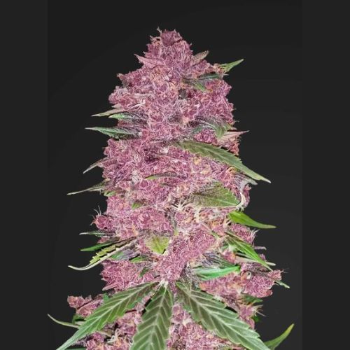Purple Lemonade Auto | 420 Fast Buds | Skyline Smoke Company | South Africa