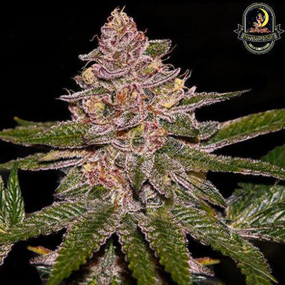 Radical Juice Auto | Ripper Seeds | Skyline Smoke Company | South Africa
