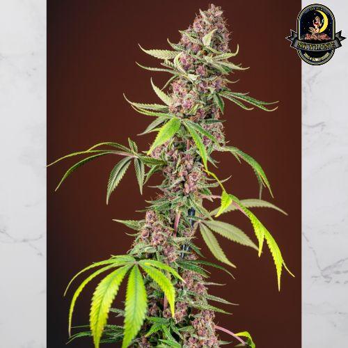 Red Mandarine F1 Fast | Sweet Seeds | Skyline Smoke Company | South Africa