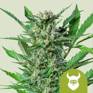 Royal Dwarf Auto Feminized Seeds | Royal Queen Seeds | Skyline Seed Bank South Africa