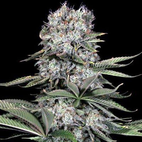 Runtz 13 | G13 Labs | Skyline Smoke Company | South Africa