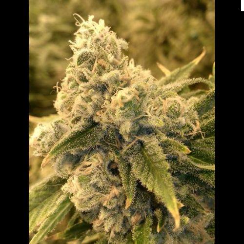 Safety Meeting Regular | Jinxproof Genetics | Skyline Smoke Company | South Africa