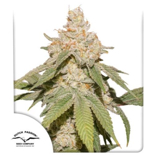 SFV OG Auto | Dutch Passion Seeds | Skyline Smoke Company | South Africa