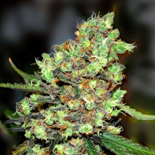 Skunk #1 | G13 Labs | Skyline Smoke Company | South Africa