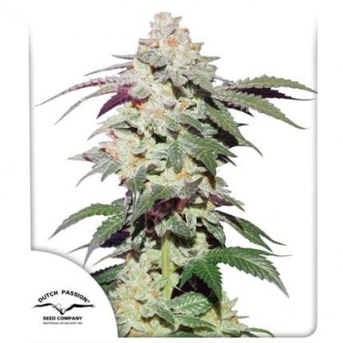Skywalker Haze | Dutch Passion Seeds | Skyline Smoke Company | South Africa