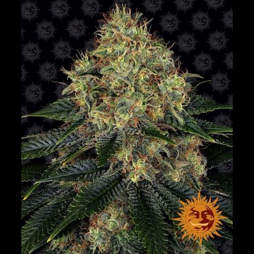Skywalker OG Auto | Barneys Farm | Skyline Smoke Company | South Africa